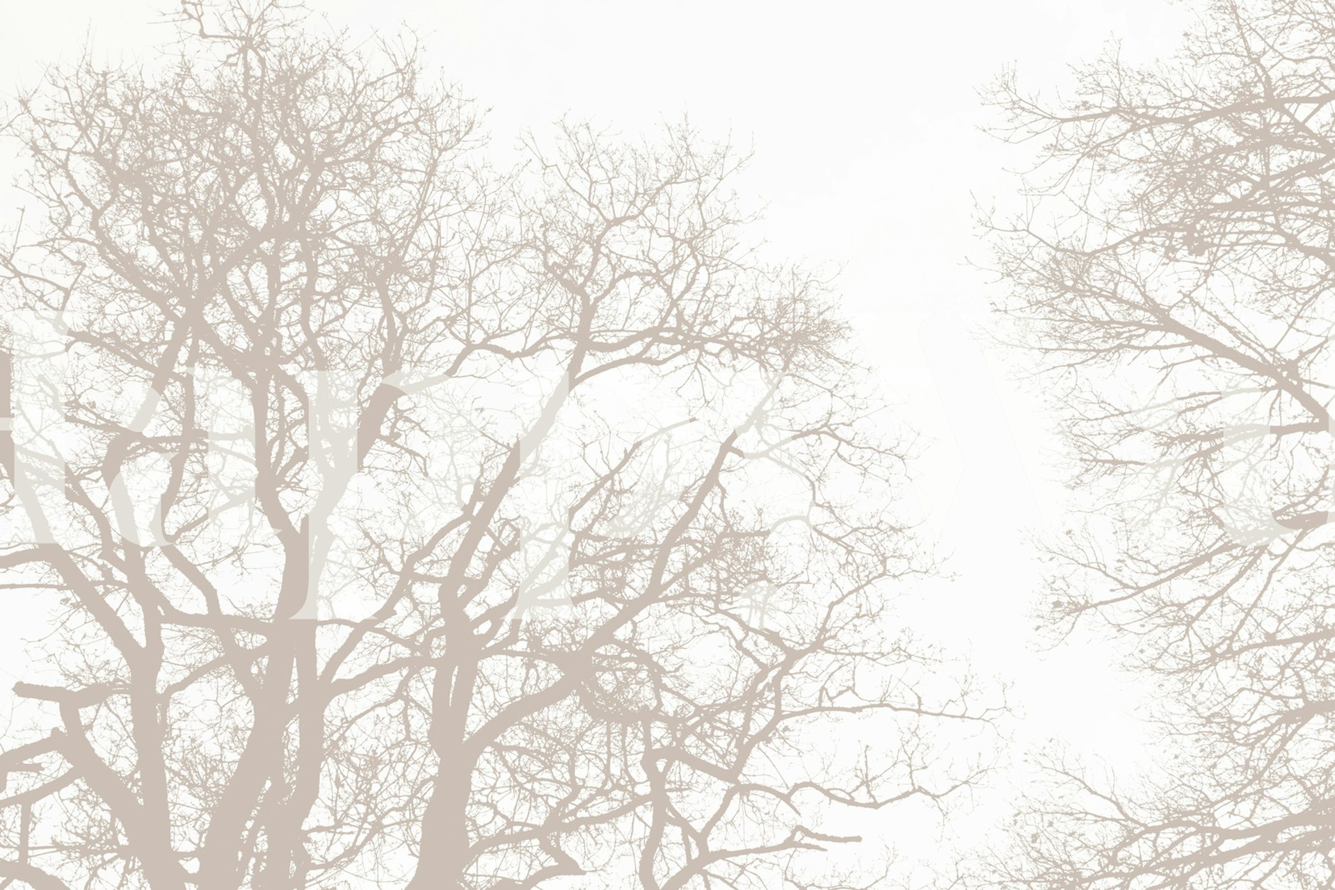 Tree silhouettes in soft tones on light background wallpaper