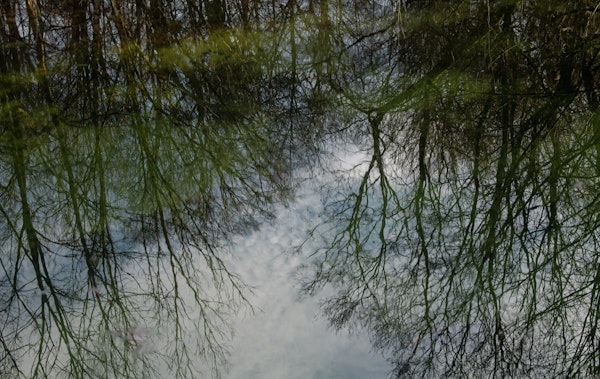 Tree Silhouettes in the Lake 1
