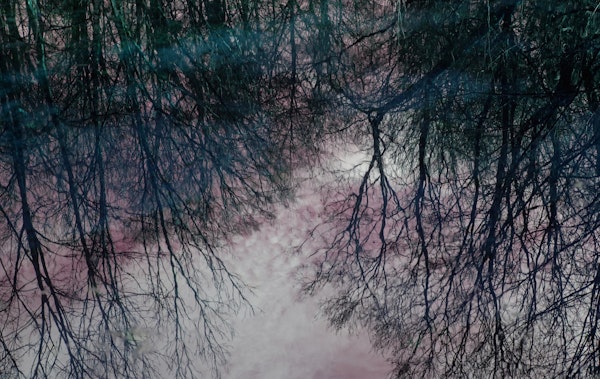 Tree Silhouettes in the Lake 2