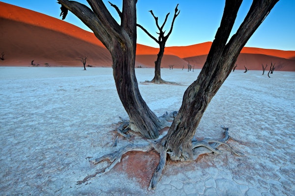 Ancient trees in the Vlei