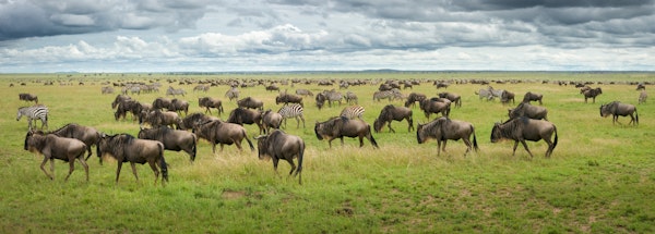 Great Migration in Serengeti Plains
