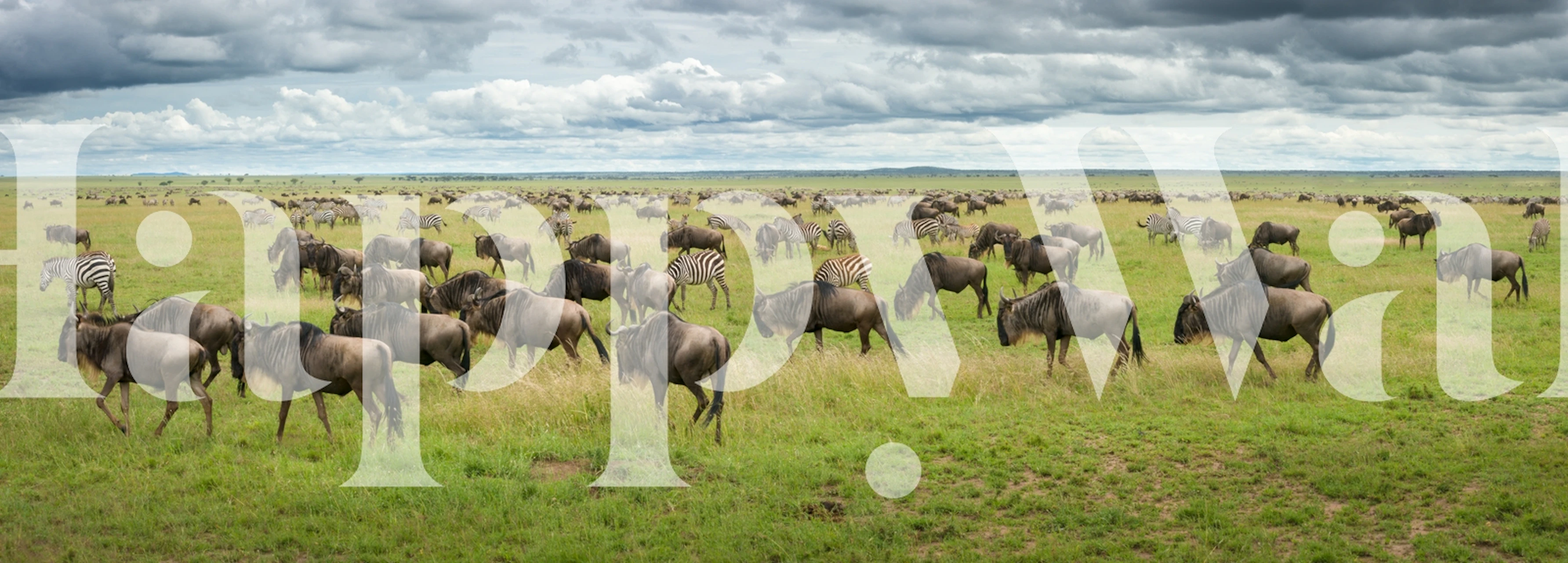 Wildlife migration scene with wildebeests and zebras in lush green grass, nature wallpaper