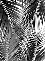 Black Palm Leaves Dream 3a tapet