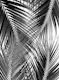 Black Palm Leaves Dream 3a
