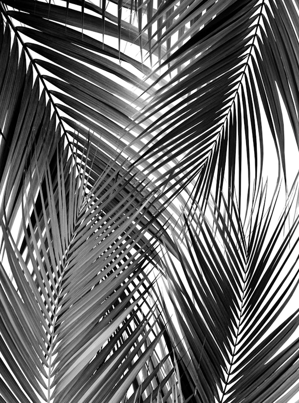Black Palm Leaves Dream 3a