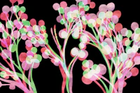 Asian Cherry Tree Branches Watercolor tapete