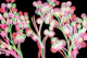 Asian Cherry Tree Branches Watercolor