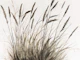 Pure Dry Grass Meadow Illustration