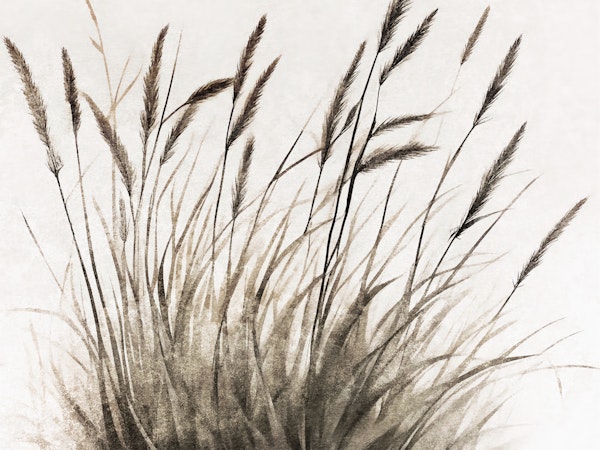Pure Dry Grass Meadow Illustration