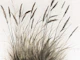 Pure Dry Grass Meadow Illustration