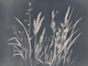 Dried Wild Flowers Landscape
