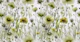 Green Dream Flowers