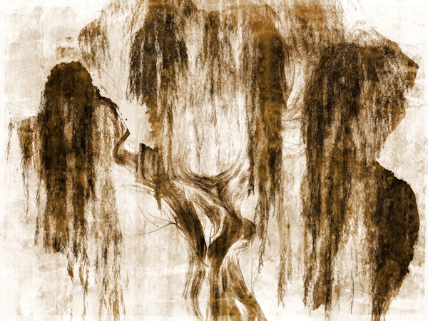 Japanese Willow Tree