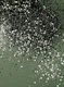 Cactus Green Black Glitter 1