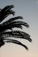 Palm Leaves Sunset Dream 1 tapete