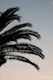 Palm Leaves Sunset Dream 1