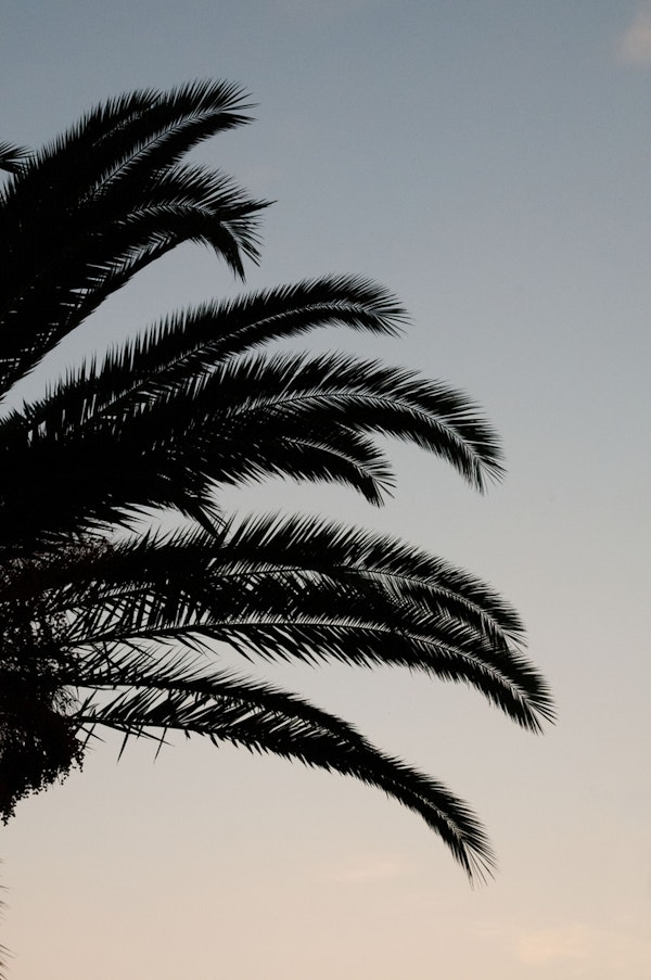 Palm Leaves Sunset Dream 1