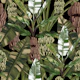 Green Banano Leaves Pattern