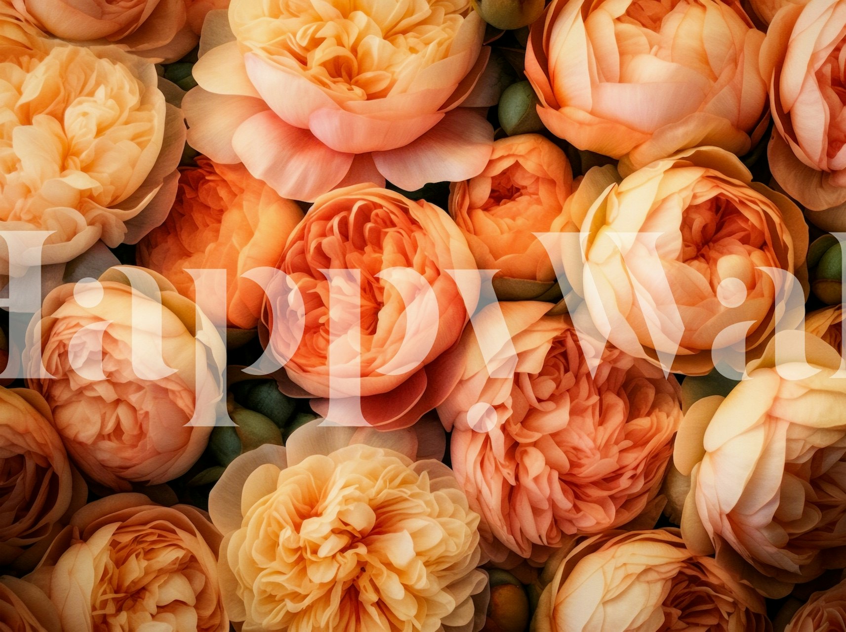 Peach summer peonies flowers in full bloom wallpaper