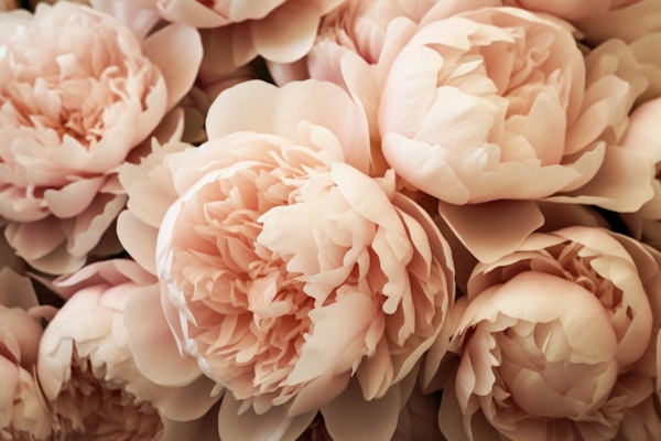 Lush Bold Baroque Summer Peonies