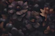 Atmospheric Floral Splendor Dark Brown