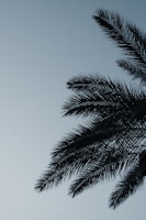 Palm Leaves Sunset Beauty 1 ταπετσαρία