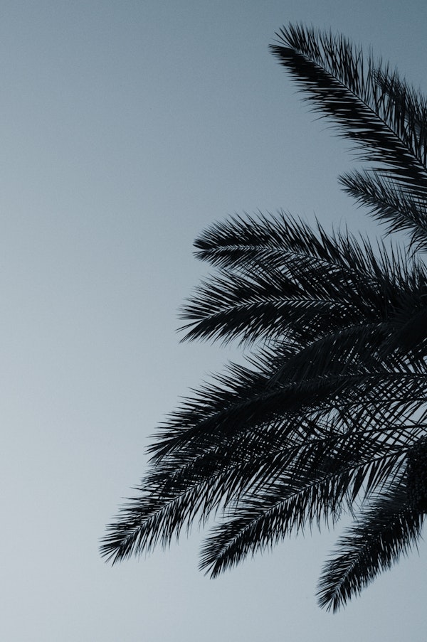 Palm Leaves Sunset Beauty 1