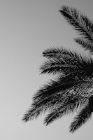 Palm Leaves Sunset Beauty 2 ταπετσαρία