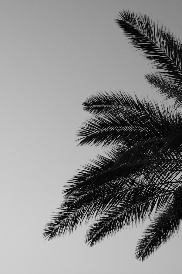 Palm Leaves Sunset Beauty 2