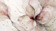 Wildflower Abstraction