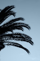 Palm Leaves Sunset Dream 2 tapete