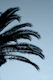 Palm Leaves Sunset Dream 2