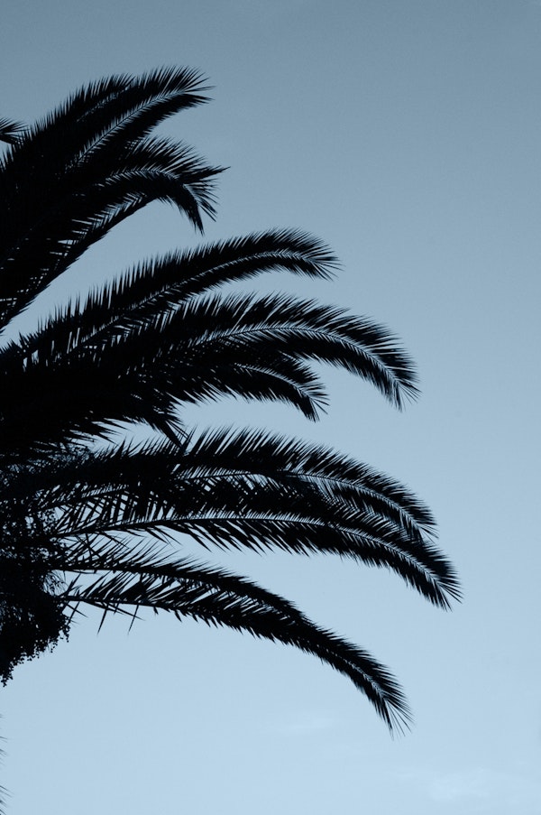 Palm Leaves Sunset Dream 2