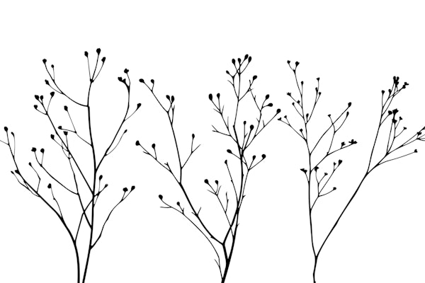 Delicate Wildflower Silhouettes