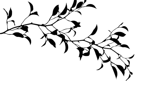 Foliage Silhouette Black And White