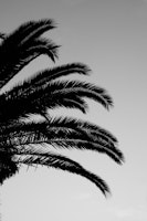 Palm Leaves Sunset Dream 3 tapete