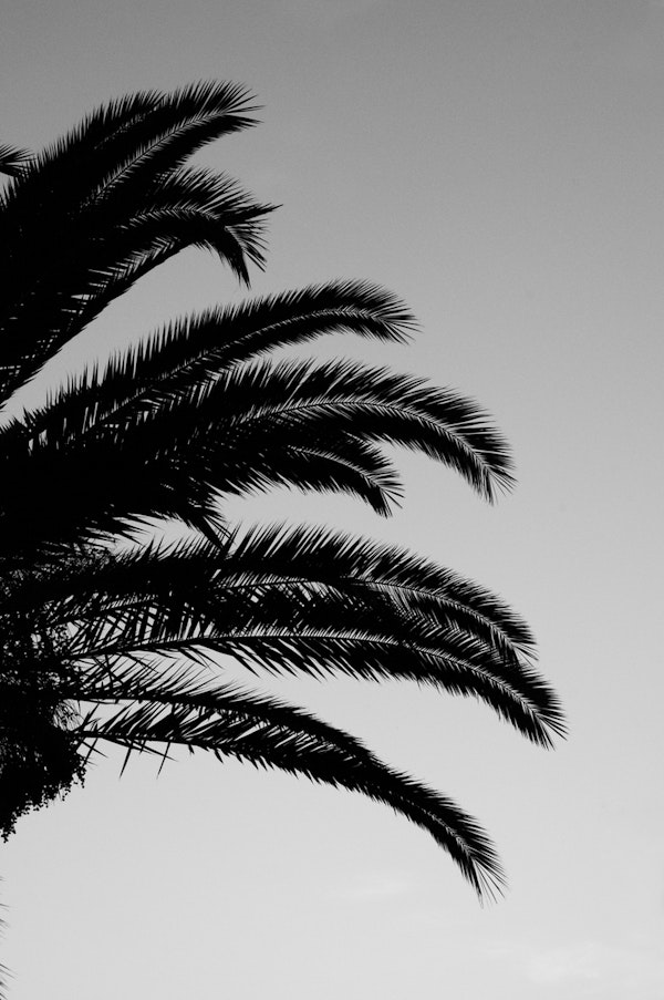 Palm Leaves Sunset Dream 3