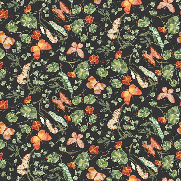 Caterpillar and butterflies