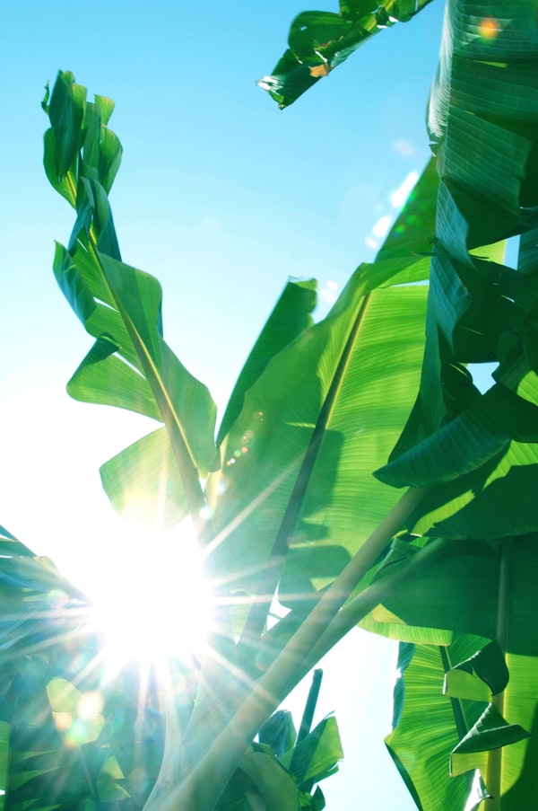 Banana Leaves Delight 1