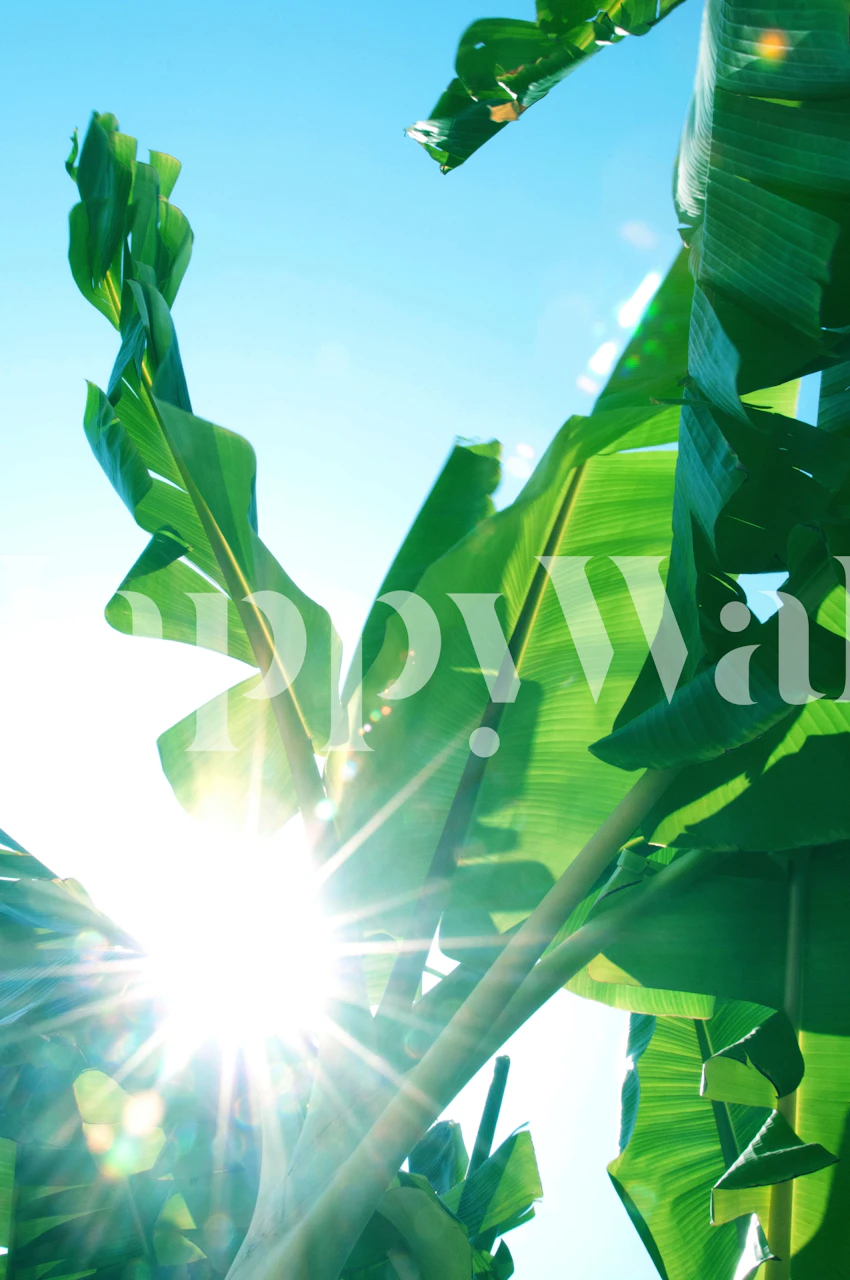 Banana Leaves Delight 1 tapet i ett ljust rum