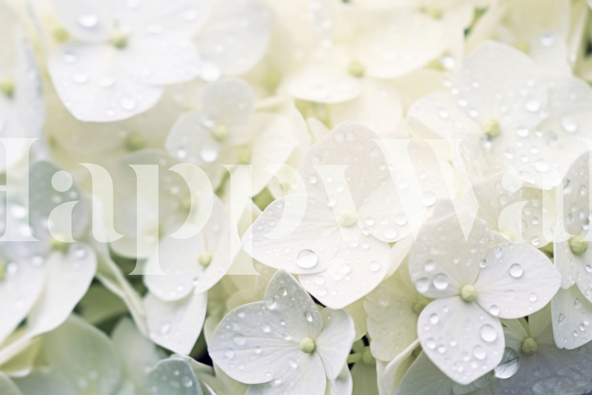 White hydrangea flowers with water droplets wallpaper