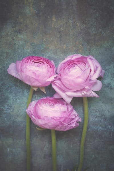 Τοιχογραφία