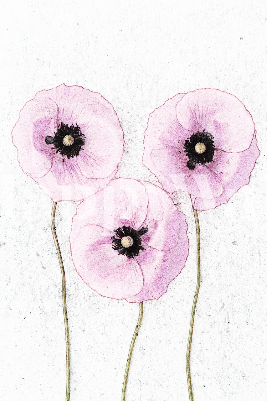 Three pink poppies with black centers on a textured background wallpaper
