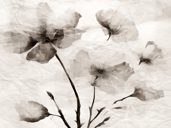 Pure Japandi Wildflowers