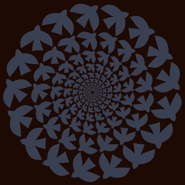 Big Black Bird Bloom