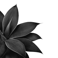 Agave Finesse 13 ταπετσαρία