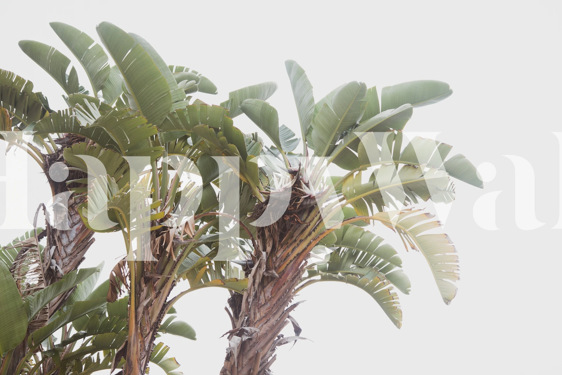 Banana leaf wall mural with a pale background