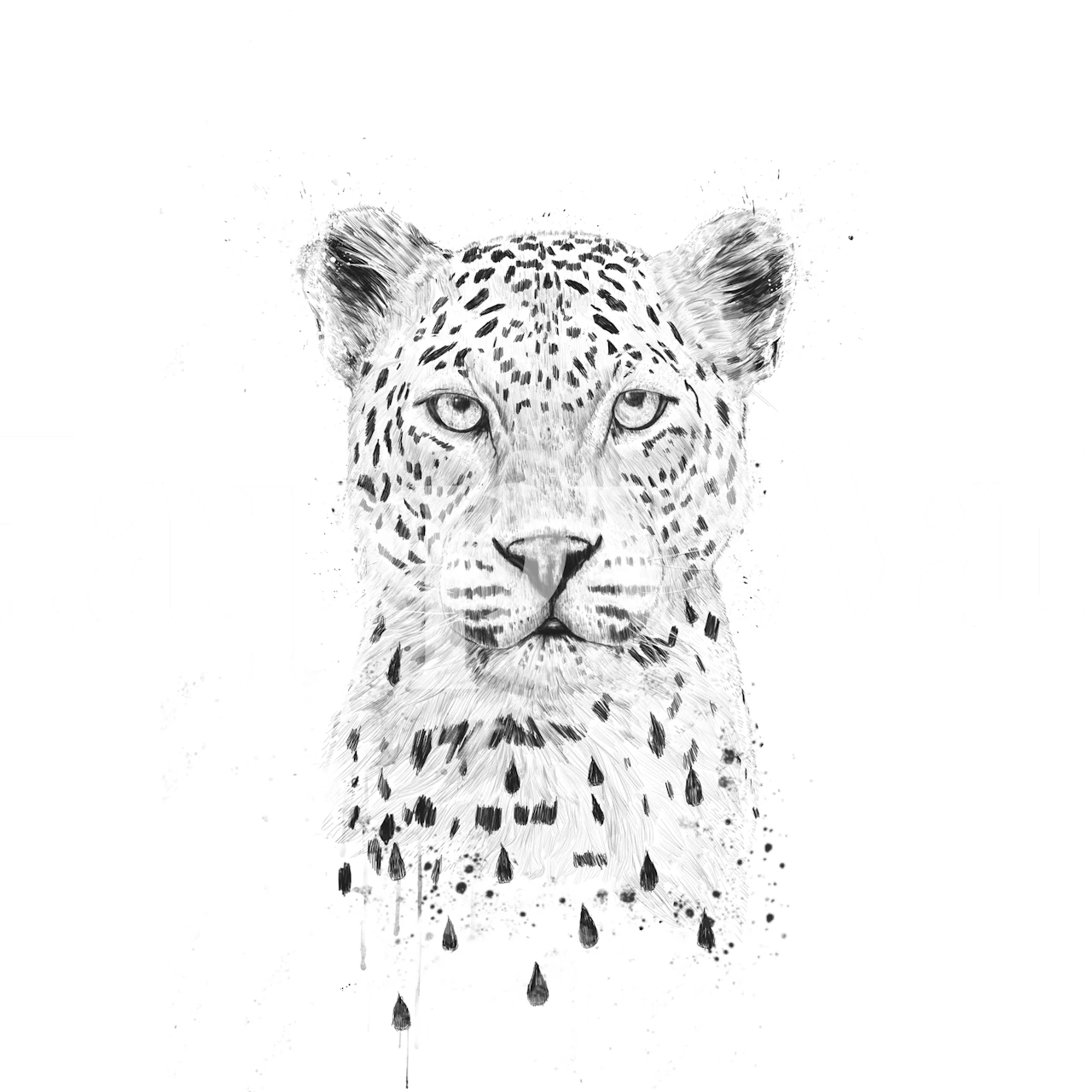 Leopard face with rain drops black and white wallpaper