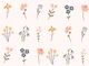 Wildflower Portraits