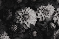 Opulent Moody Dahlia Flowers Grey II wallpaper